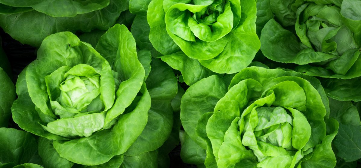 agence-producteurs-locaux-damien-kuhn-387522-unsplash